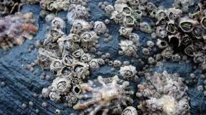 A barnacle is a type of arthropod constituting the infraclass cirripedia in the subphylum crustacea, and is hence related to crabs and lobsters. New Zealand And Fiji Turn Away Dirty Ship Over Barnacles Bbc News