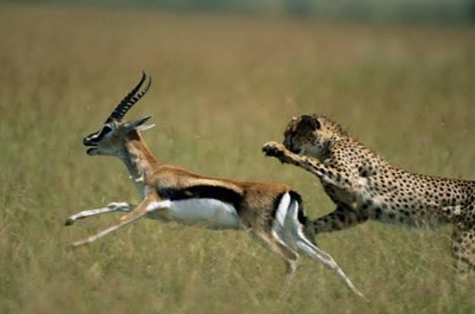 Cheetah versus Impala: Each has a Competitive Edge - Cheetah Conservation Fund Canada