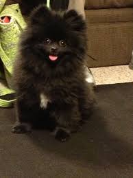 Cute Black And Brown Pomeranian Pomeranian Seriously I Really Want This Puppy Hims So Cute In 2020 Animals Puppies Pomeranian Puppy