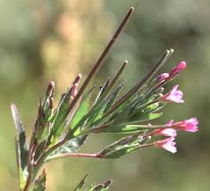 Image result for Epilobium