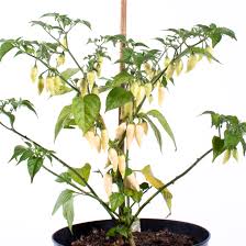 This material is provided for educational purposes only and is not intended for medical advice, diagnosis or treatment. Coyote Zan White Chilisamen Online Kaufen Pepperworld Hot Shop