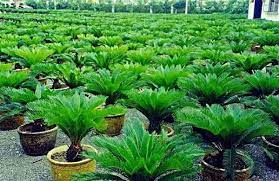 Maybe you would like to learn more about one of these? Jual Hrv Bibit Tanaman Hias Palem Palm Sikas Mawar Jambe Di Lapak Tukang Taman Bukalapak
