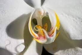 Meski kedua institusi berulangkali membantah menggunakan metode tersebut, sejumlah organisasi hak asasi manusia masih menerima keluhan oleh calon pegawai yang mengaku menjalani tes. Pemerintah Didesak Hapus Tes Keperawanan Calon Tentara