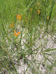 Image result for Platycoryne buchananiana