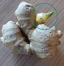 How To Grow An Endless Supply Of Ginger Indoors Using Nothing But A Container Growing Ginger Growing Ginger Indoors Ginger Plant