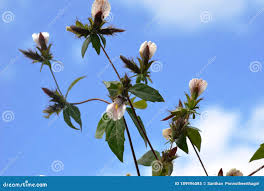 Image result for Blepharis maderaspatensis