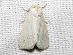 Image result for Photedes morrisii