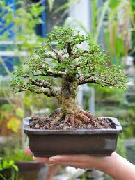 Bonsai Sakura Mikro Malpighia Glabra