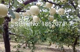 We did not find results for: White Color Apple Seeds 150seeds Fruiting Bonsai Tree Apple Fruit Seeds Sementes Frutas Plants Home Garden Free Shipping Seeds Direct Seed Grassgarden Seeds And Plants Aliexpress