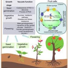 Check spelling or type a new query. Diverse Roles Of Vacuoles In Influencing Crop Quality The Vacuole Is Download Scientific Diagram