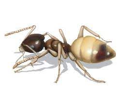 To prevent a ghost ant infestation, homeowners should keep shrubbery trimmed, ensure branches are cut back, leaf litter and debris is removed, and store firewood at least 20 feet away from the home. Ghost Ants Control Get Rid Of Ghost Ants