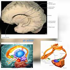 Image result for Limbic System