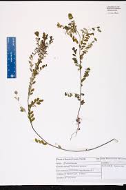 Image result for Phyllanthus gossweileri