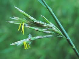 Image result for Bromus leptoclados