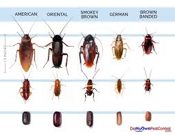 What Does A Cockroach Look Like Roach Identification Guide Palmetto Bugs Roach Infestation Roaches