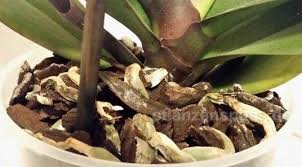 Nur so lassen sich schlimme erkrankungen vorbeugen. Orchideen Umtopfen Geschicklichkeitsspiel Fur 2 Vorbereitung Pflanzenspass De