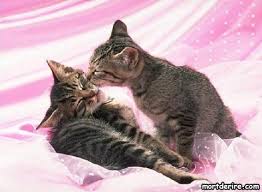 Résultat de recherche d'images pour "photo bisou"