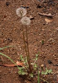 Image result for Taraxacum sp.