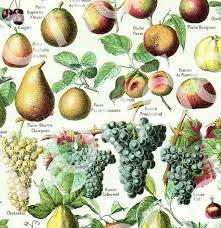 Fruits Chart Antique From 1922 Fruit Botanical Print Fruits Etsy Botanical Illustration Vintage Botanical Art Vintage Botanical