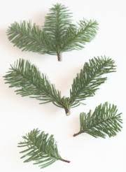 生の樹木をベースに作るクリスマスリース 花の情報局