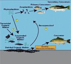 A food chain better, let us take a look at the terrestrial ecosystem. Usgs You Are What You Eat