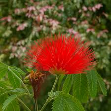 Image result for Calliandra tweedii