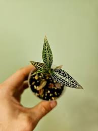 Image result for Goodyera