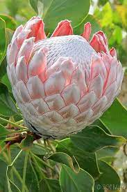 The Protea Flower In This Picture Was Grown In Upcountry Maui Hawaii Protea Flower Unusual Flowers Tropical Flowers