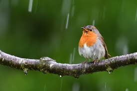 Bird Sounds Birds Singing Birds Playing In Rain Natural Sound Of Rain And Birds Beautiful Moment Of Birds In 2020 Forest Sounds Sound Of Rain Nature Sounds