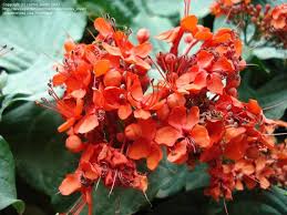 Image result for Clerodendrum splendens