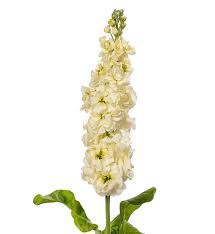 Image result for Matthiola