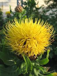 Some More Ws D Plants Canadian Winter Sowing Forum Gardenweb Plants Pineapple Planting Beautiful Flowers
