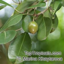 Image result for Manilkara kauki