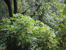 Image result for Dombeya burgessiae