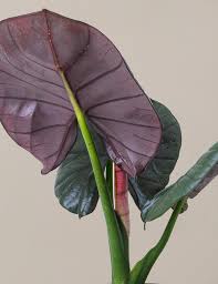 Image result for Alocasia