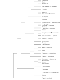 Image result for Smodingium