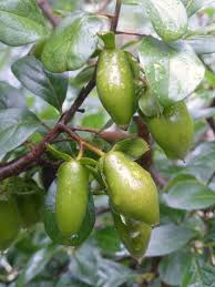 Image result for Diospyros gabunensis