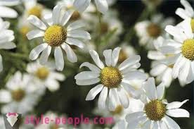 Maybe you would like to learn more about one of these? Rambut Chamomile Broths Syampu Dan Topeng