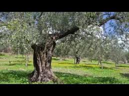 The Bach Flower Olive Is The One You Need When You Re Completely Exhausted Both Mentally And Physically Because You Feel S Bach Flowers Flower Remedy Flowers