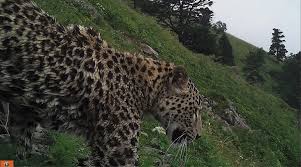 .бюджетное учреждение «объединенная дирекция государственного природного биосферного заповедника «кедровая падь» и национального парка «земля леопарда» им. Zhitel Adygei Vstretil Na Doroge Leoparda