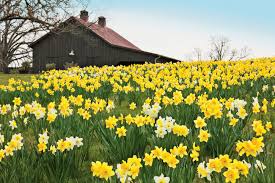 Maybe you would like to learn more about one of these? The South S Most Iconic Flowers Southern Living