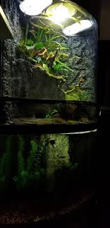 Best Types Of Paludarium Animals The Diy Vivarium Guide Vivarium Bioactive Vivarium Animals