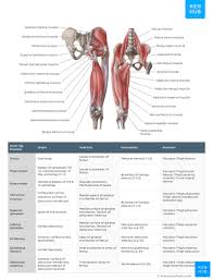 Our printable classroom charts are a great addition to any room! Muscle Anatomy Reference Charts Free Pdf Download Kenhub