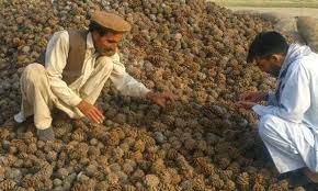 Chilgoza pine is a hardy tree and can endure excessive drought, high winds, and severe cold in the winter. Protesting Tribals In North Waziristan Seek Permission To Harvest Chilgoza Nut Pakistan Dawn Com