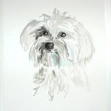 Black And White Havanese Puppy Names Havanese So Cute So Naughty I Need Another Dessin Chien Chien Chat Chien