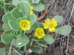 Image result for Portulaca oleracea