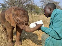 How Can I Help Elephants?