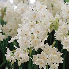 Narcissus Papyraceus Ziva Paperwhite Tazetta Daffodil Bulbs Bulb Flowers Daffodil Flower Daffodil Bulbs