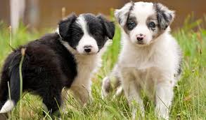 Border collie in dogs & puppies for rehoming in canada. Border Collie Dog Breed Information