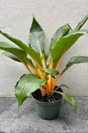 Image result for Chlorophytum fischeri